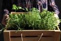 Woman holding wooden crate with different potted herbs, closeup Royalty Free Stock Photo