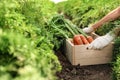 Woman holding wooden crate of fresh ripe carrots on field. Organic farming Royalty Free Stock Photo