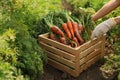 Woman holding wooden crate of fresh ripe carrots on field Royalty Free Stock Photo