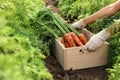 Woman holding wooden crate of ripe carrots on field, closeup. Organic farming