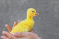 A woman is holding yellow duckling in hand on grey background Royalty Free Stock Photo