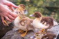 A woman is holding a yellow little duckling in the palm of a hand on a green background. Cute little ducklings standing in a lake Royalty Free Stock Photo