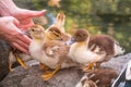 A woman is holding a yellow little duckling in the palm of a hand on a green background. Cute little ducklings standing in a lake Royalty Free Stock Photo