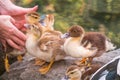 A woman is holding a yellow little duckling in the palm of a hand on a green background. Cute little ducklings standing in a lake Royalty Free Stock Photo