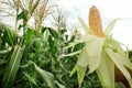 Woman holding yellow ripe corn cob in field on sunny day Royalty Free Stock Photo