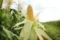 Woman holding yellow ripe corn cob in field on sunny day Royalty Free Stock Photo