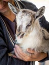 A woman is holding a young goatling on her hands. Caring for animals. Pets and people_ Royalty Free Stock Photo