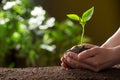 Woman holding young green seedling in soil against blurred background, closeup Royalty Free Stock Photo