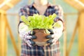 Woman holding young lettuce pot in lettuce plants. Organic gardening concept