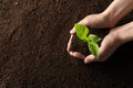 Woman holding young plant over soil, top view. Gardening time Royalty Free Stock Photo