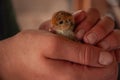 A woman holds a baby Jumbo Coturnix Royalty Free Stock Photo