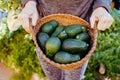 A woman holds a basket full of avocados Royalty Free Stock Photo