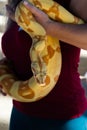Woman holds big, heavy Burmese python that is wrapped around her hips. Royalty Free Stock Photo