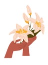 Woman holds bouquet of lily. Female hands with bunch of elegant flowers. Innocence posy, nature gift. Beautiful blossom