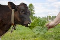 A woman holds a burdock leaf in her hand and feeds it to a calf