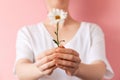 A woman holds a daisy in her hands. Close-up. The concept of women& x27;s health and fortune-telling on chamomile Royalty Free Stock Photo