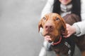 Woman holds a dog on the street, the focus on the face of a brown cute dog that looks into the camera, dog breeds magyar vizsla.