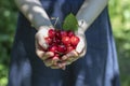 A woman holds full palms of ripe red sweet cherries.
