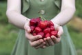 A woman holds full palms of ripe red sweet cherries.