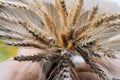 A woman holds golden ears of wheat against the background of a ripening field. Royalty Free Stock Photo