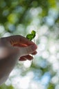 Woman holds in hand a little plant in front of sun beam. Depth of field