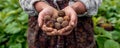Woman holds handful of fresh truffles in green forest closeup. Lady with dirty hands gathers rare mushrooms in wood