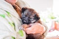 A woman holds on the hands of a sick dog_ Royalty Free Stock Photo