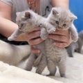 The woman holds in the hands of two kittens