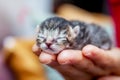 Woman holds on her hand a little defenseless kitty. Manifestation of love for animals. Reliable protection and security_