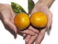 A woman holds in her hand orange two Mandarins fruit on a branch with leaves Royalty Free Stock Photo