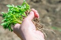 A woman holds in her hand a tomato seedling with roots for planting and growing a tomato