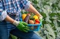 woman holds in her hands a basket with vegetables collected in the field Royalty Free Stock Photo