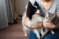 A woman holds in her hands a brush sphinx cat and a papillon dog