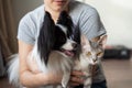 A woman holds in her hands a brush sphinx cat and a papillon dog