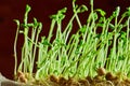 Woman holds in her hands and cuts micro-greens, micro-greens on her head Royalty Free Stock Photo