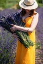 A woman holds a huge bouquet of lavender flowers Royalty Free Stock Photo