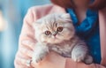 Woman holds and hugs popular Persian playful kitten cat breed Royalty Free Stock Photo