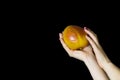 Woman holds juicy ripe mango in beautiful tender hands on black background Royalty Free Stock Photo