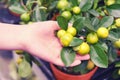 Woman holds mandarin fruit, sprouting in a pot Citrus reticulata. Mandarin is a small evergreen tree, a species of the genus