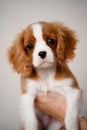 Woman holds new cute Cavalier King Charles Spaniel puppy in her arms, the puppy looks into frame, close-up. Love and Royalty Free Stock Photo