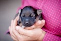 A woman holds a newborn baby puppy in her hands. A manifestation of love for animals_ Royalty Free Stock Photo