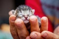 Woman holds newborn baby`s little defenseless kitten on her han