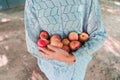 Woman holds pile of red apples in her hands. Royalty Free Stock Photo