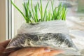 A woman holds a plastic bag containing green onion seedlings. Onion roots are visible through the transparent bag