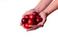 Woman holds plum in hands on an isolated white background Royalty Free Stock Photo