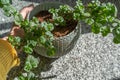 Woman holds a pot with a mint plant Royalty Free Stock Photo