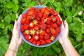 woman holds a red ripe juicy strawberry in a cup in the garden. Growing and harvesting berries Royalty Free Stock Photo