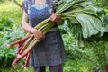 Woman holds rhubarb