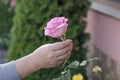 A woman holds a rose in her hand Royalty Free Stock Photo