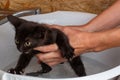 A woman holds a small black scared kitten in her arms and is going to bathe him. Royalty Free Stock Photo